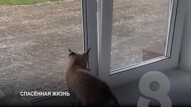 Программа "Главные новости" на 8 канале от 13.09.2024 Часть 1