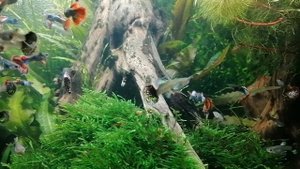 Гуппи красный дракон ( не производители)