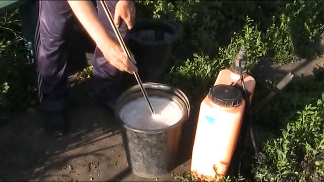 Виноград вторая Обязательная обработка по 3 - 5 листу