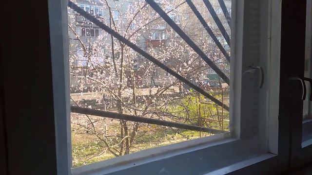 Моё первое мистическое видео и вечерний абрикос в 17.33! 7 апреля 2020 г. смотреть онлайн