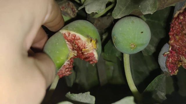 Инжир созрел смотреть онлайн