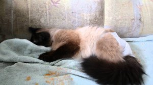 Кот после наркоза