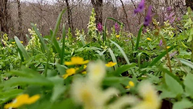 Первоцветы в Антраците. Весна 2021. смотреть онлайн