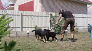 Энтлебухер зенненхунд на даче