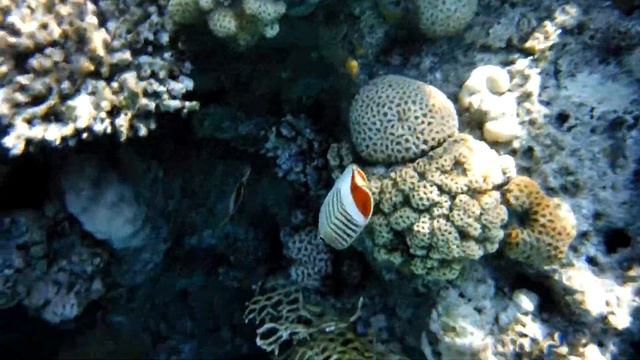 Красноспинные рыбы-бабочки 2017 - часть 1 смотреть онлайн