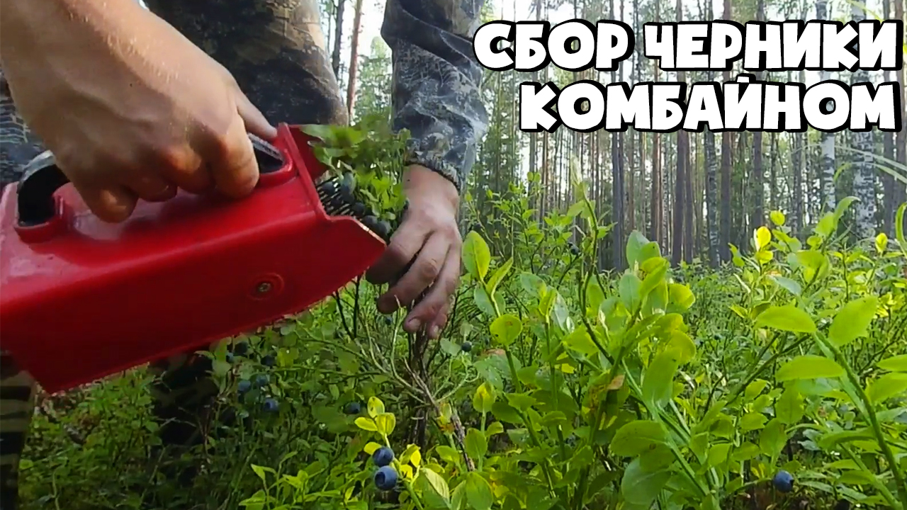 КАК ПРАВИЛЬНО СОБИРАТЬ ЧЕРНИКУ КОМБАЙНОМ (СОВКОМ)