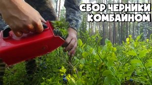 КАК ПРАВИЛЬНО СОБИРАТЬ ЧЕРНИКУ КОМБАЙНОМ (СОВКОМ)
