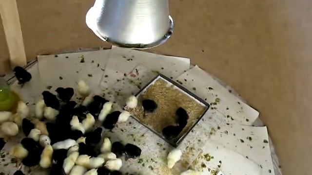 Цыплята Маранов и В-33 ( Леггорн - мини ) смотреть онлайн