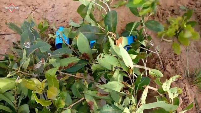 видео ловля рыбы на, рыбалка которая взорвала интернет. ловит рыбу руками. способ ловить рыбу смотреть онлайн