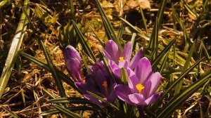 Эфемерность, гормоны растений и кража нектара