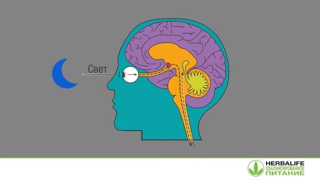 Тренинг от Девида Хибера о циркадных ритмах и вечернем коктеле.