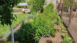 обзор моего сада в конце мая .