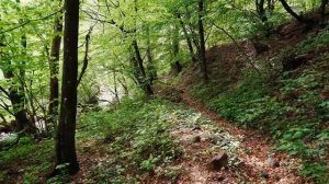 4K Video Ultra HD  Природа 4 К  Unbelievable Beauty