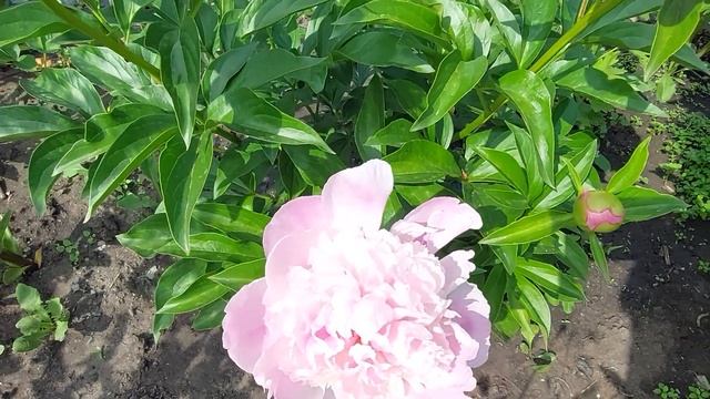 Пионы.Жара отступила.Расцвели Макинак Гранд и Дансинг Баттерфляй.9 июня 2023г. смотреть онлайн