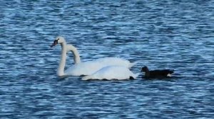 Лебеди на озере Шарташ