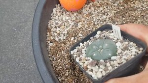lophophora collection.Мои цветы.Lophophora collection. Пересадка лофофор.2020.199.