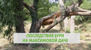 Последствия бури на Максимовой даче