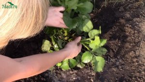 Георгины: летний уход, подкормка, пасынкование. Оригинальная опора для георгинов - 7dach