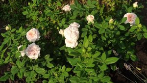 Роза Claire Rose шраб Девид Остин 1986г ?????130-150см, цветок 10-11, есть особенности выращивания?