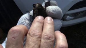 Урал. Кургазакская пещера. Изучаем летучих мышей.