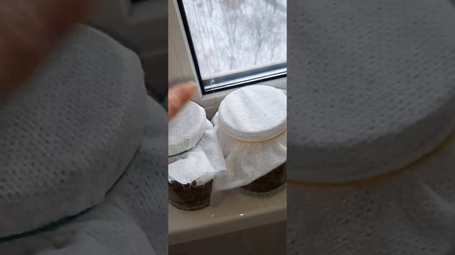 Триходерма из трутовика! Продолжение.Размножаем! смотреть онлайн