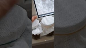 Триходерма из трутовика! Продолжение.Размножаем!