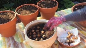 Посадка тюльпанов в контейнеры.Создаем весеннюю сказку в октябре