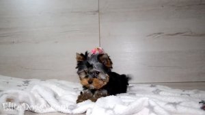 Продажа щенка йоркширского терьера, супер-мини мальчик