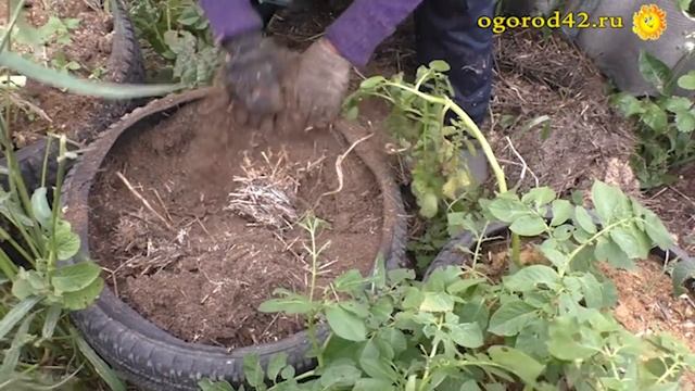 Картофель в колесах. Какой урожай? смотреть онлайн