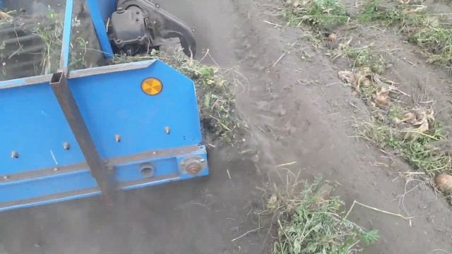 Картофелекопалка Краковяк. Копание лука трактором lovol 244. смотреть онлайн