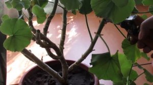 ОМОЛАЖИВАЕМ СТАРУЮ ГЕРАНЬ.  ЧТО ДЕЛАТЬ СО СТАРОЙ ПЕЛАРГОНИЕЙ.