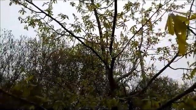 Распускаются листья на дубе черешчатом Leaves bloom on the pedunculate oak 有茎オークに葉が咲く 叶子在有花梗的橡树上绽放 смотреть онлайн