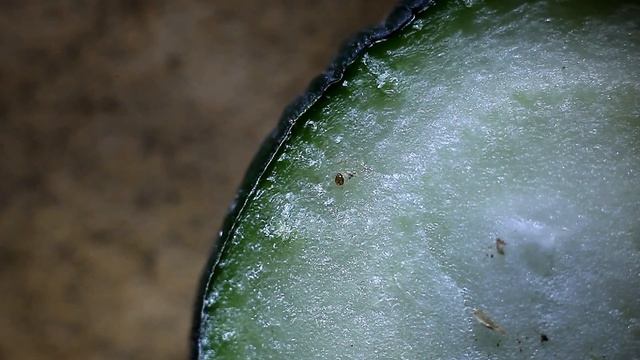 О! Привет! (Насекомые на наших цветах и почве) смотреть онлайн