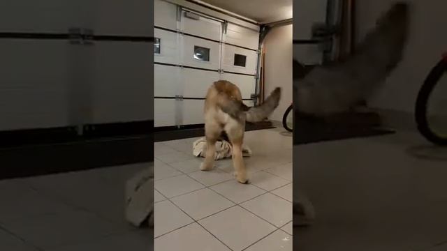 Веселье после бани?#испанскиймастиф смотреть онлайн