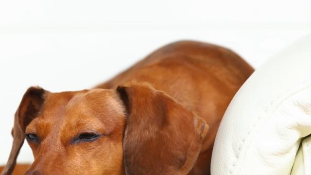 BEST PLAYLIST FOR CALMING PUPPIES. Music to Relax My Puppy Special Therapy Music for Dogs ? ? ?