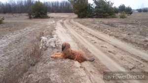 Особенности фермерской жизни. Пастушьи собаки овцевода