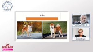 Особенности судейства десяти групп пород FCI. Группа V ч. 2. «Ответственное собаководство онлайн»