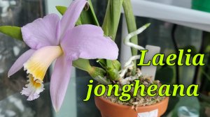 Laelia jongheana первое домашнее цветение.