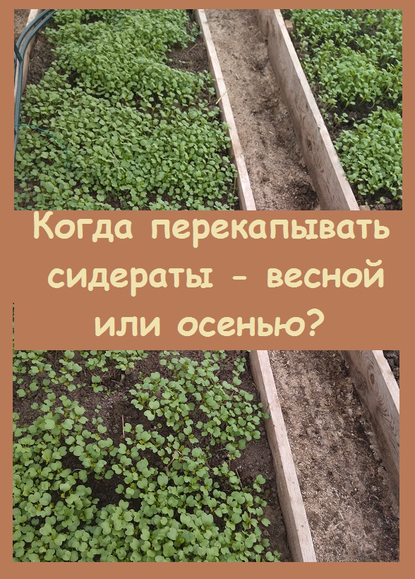 Когда лучше перекапывать сидераты - весной, или осенью? Показываю мое решение!