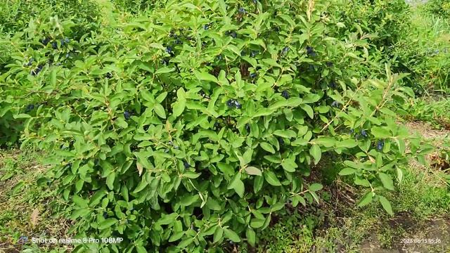 Обзор сорта ЮГАНА. смотреть онлайн