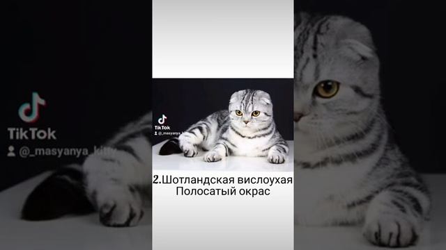 Разновидности окрасов шотландских вислоухих котов ❤️(Часть 1)