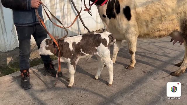 SUTI KOP PULI ARZON SIGIRLAR KELDI ☎️ +998 91-651-30-80