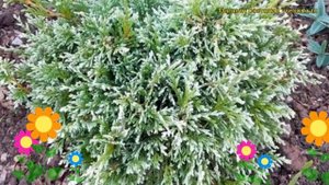 Кипарисовик горохоплодный Уайт Бьюти. Краткий обзор, описание chamaecyparis pisifera White Beauty