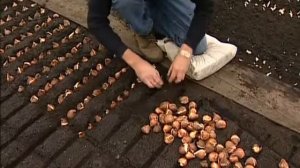 Выращивание тюльпанов   луковицы до цветка