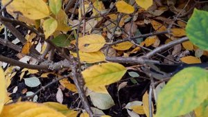 Обрезка 5 летней гортензии метельчатой 09.11.2021 Гортензия соседки Кристины :) 1 часть