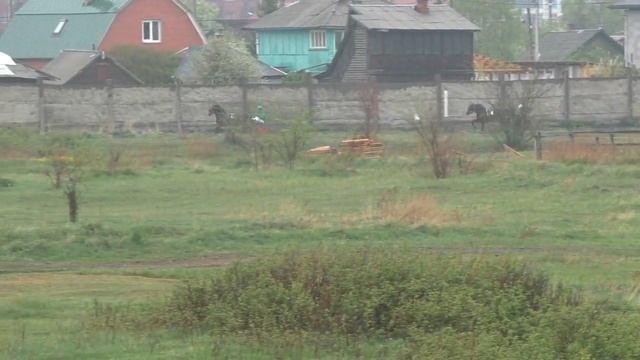 Иркутский ипподром. Приз вступительный открытый 2023 смотреть онлайн