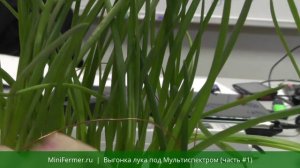Выгонка лука на перо под светодиодной фитолампой #1