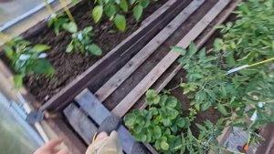 Дорожки в теплицу из поддонов?