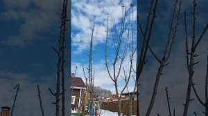 Обрезка колоновидных яблонь. Не повторяйте моих ошибок. Формируйте яблони смолоду.