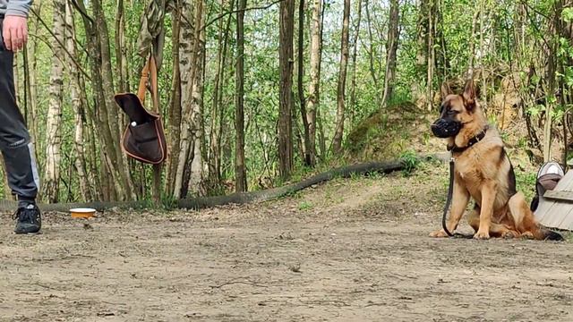 Дрессировка собак Токсово смотреть онлайн